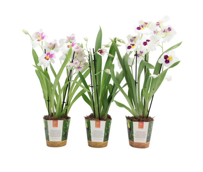 MILTONIA 3BR HERRALEXANDRE