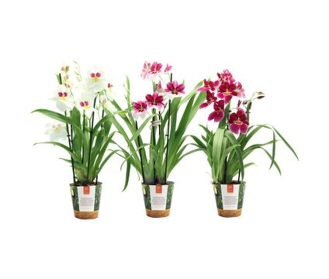 MILTONIA 4BR VARIES