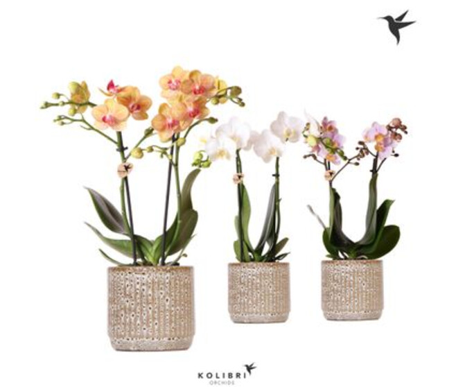 PHALAENOPSIS 2BR MF CERAM
