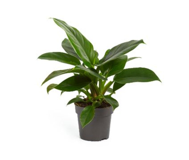 PHILODENDRON IMPERIAL GREEN
