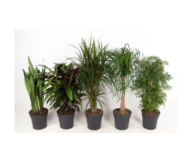 PLANTES VERTES VARIEES