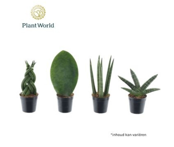 SANSEVIERIA CYLINDRICA VARIE