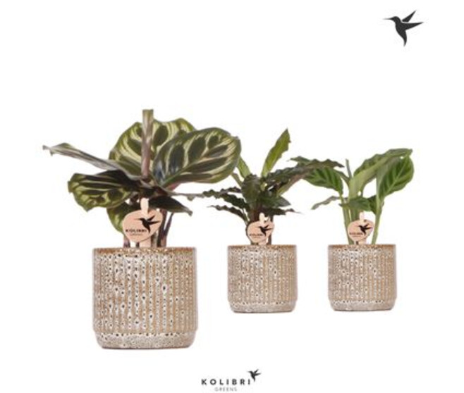 CALATHEA VARIE CERAM