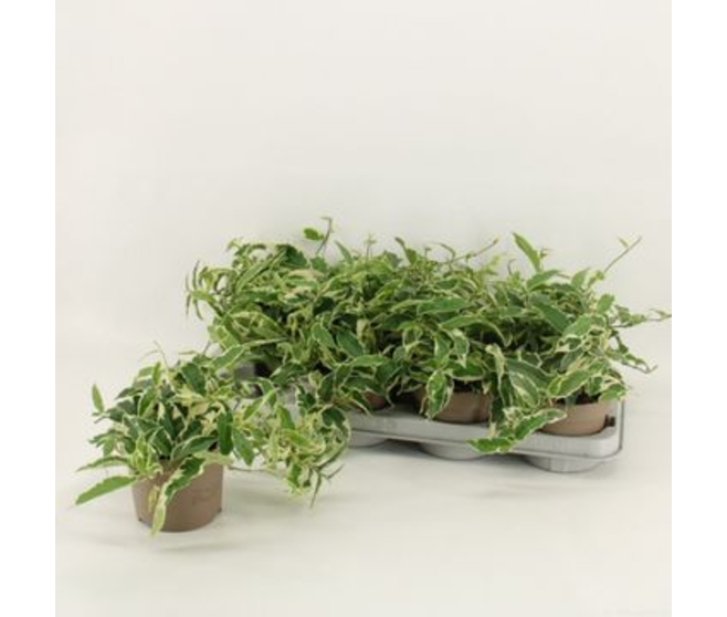 FICUS PUMILA RADICANS
