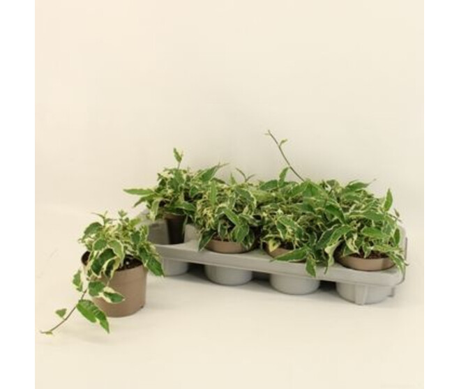 FICUS PUMILA RADICANS