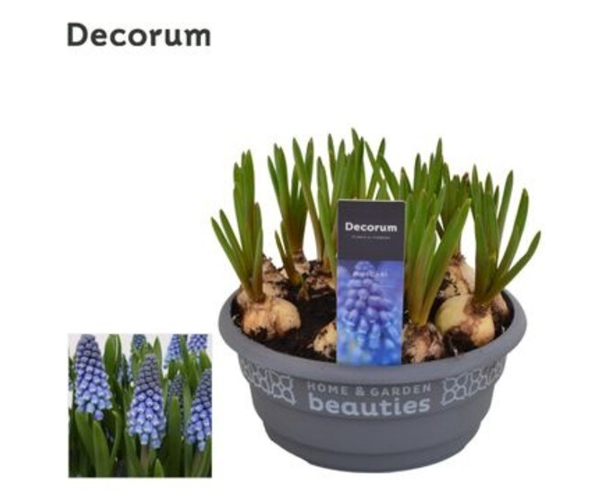 MUSCARI COUPE