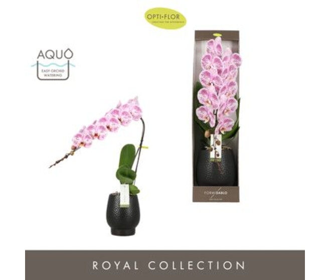PHALAENOPSIS 1BR FORMIDABLO ROSE CERAM