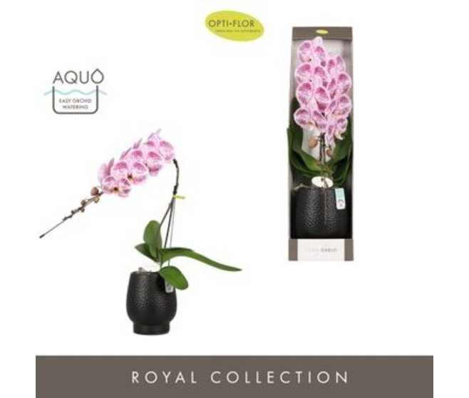 PHALAENOPSIS 1BR FORMIDABLO ROSE CERAM