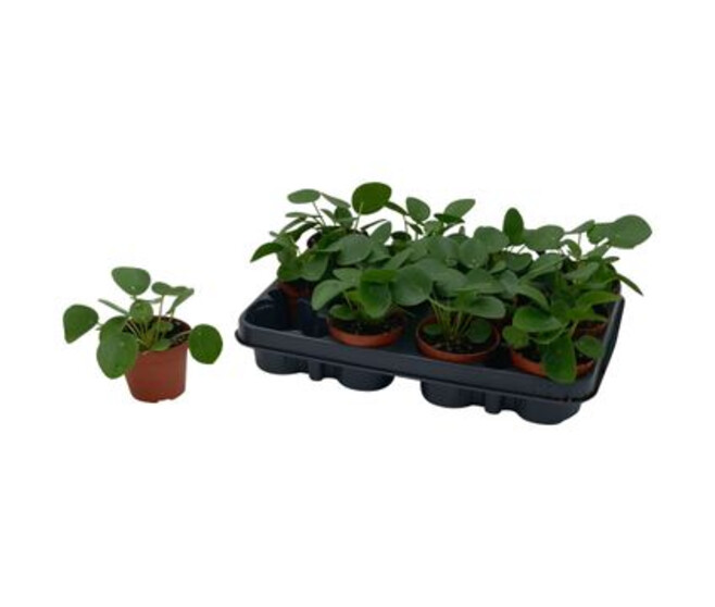 PILEA PEPEROMOIDES