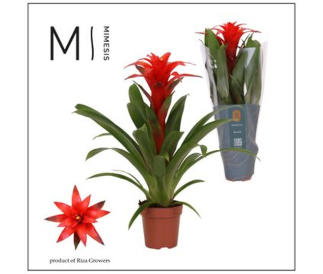 GUZMANIA CALYPSO ROUGE