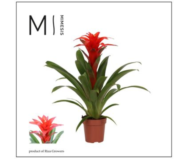 GUZMANIA CALYPSO ROUGE