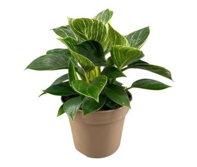 PHILODENDRON BIRKIN