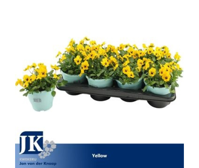 PENSEE CORNUTA JAUNE