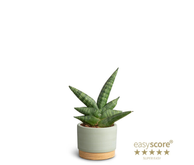SANSEVIERIA BONCELLENSIS CERAM