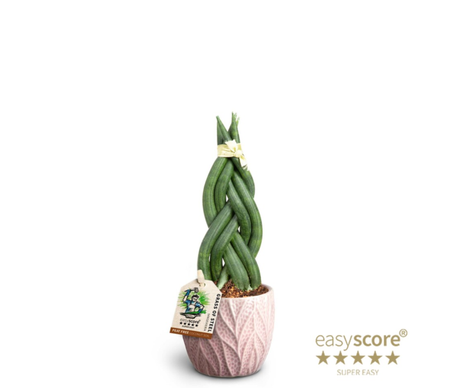 SANSEVIERIA CYLINDRICA CERAM