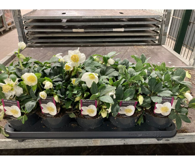 HELLEBORE NIGER HAPPY DAY