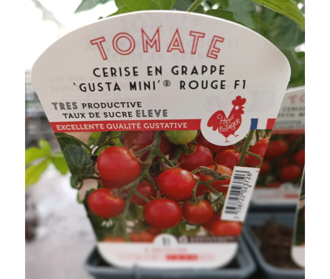 TOMATE CERISE GUSTA MINI ROUGE
