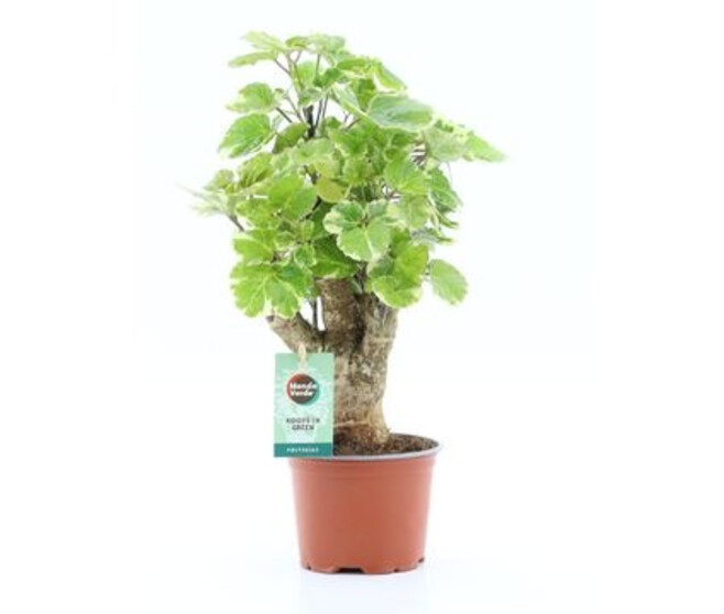 ARALIA POLYSCIAS BALFOURII