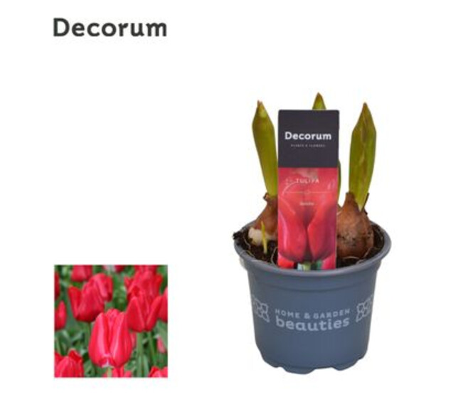 TULIPE 3PP SEADOV
