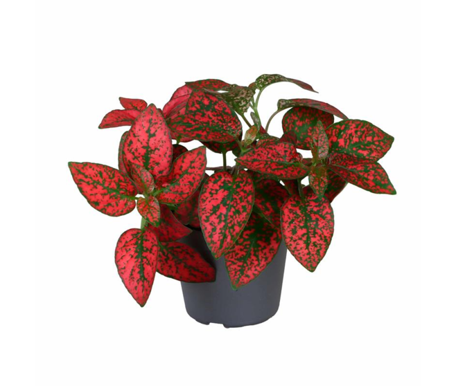 HYPOESTES