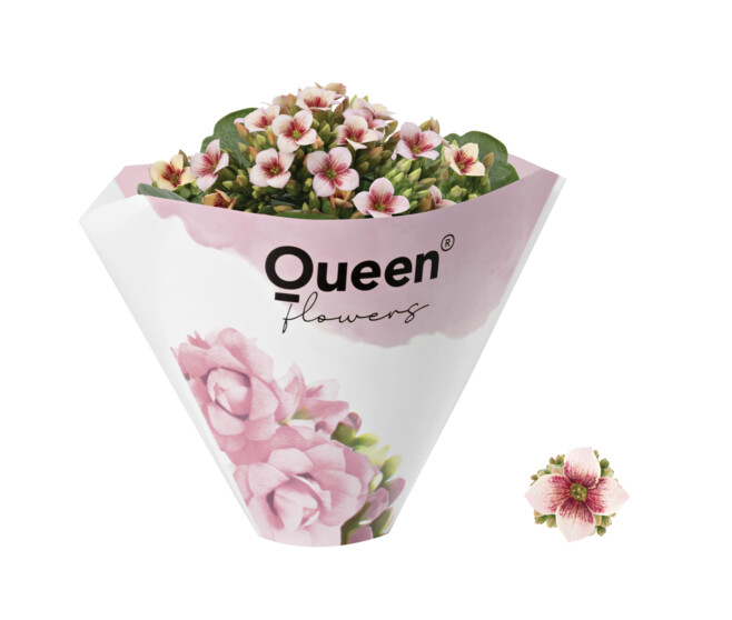 KALANCHOE