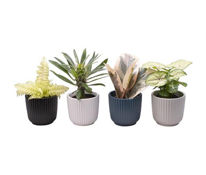 PLANTE VERTE CERAM