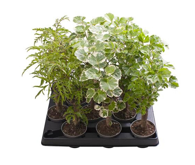 ARALIA POLYSCIAS BALFOURIANA