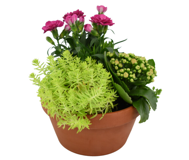 COUPE TERRE CUITE ECLOSION