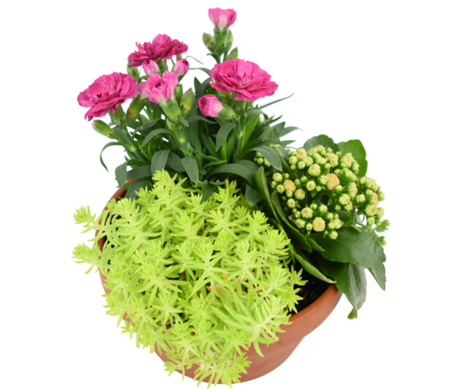 COUPE TERRE CUITE ECLOSION