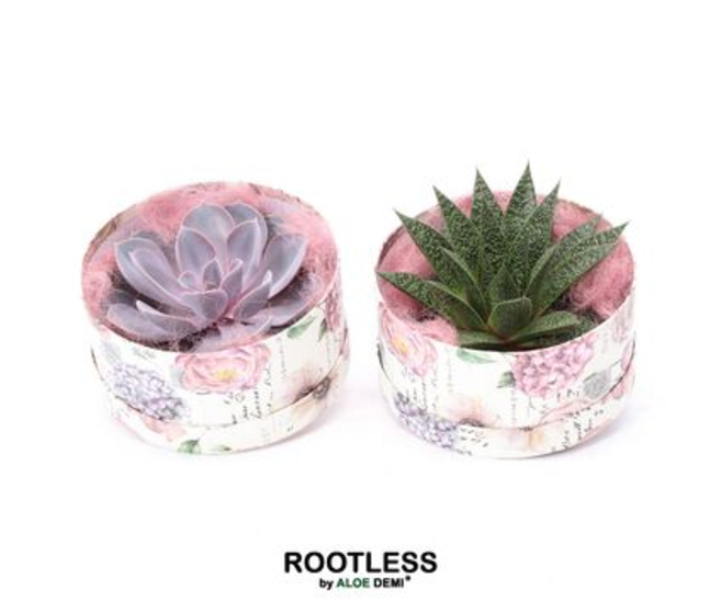 SUCCULENTE P DECO