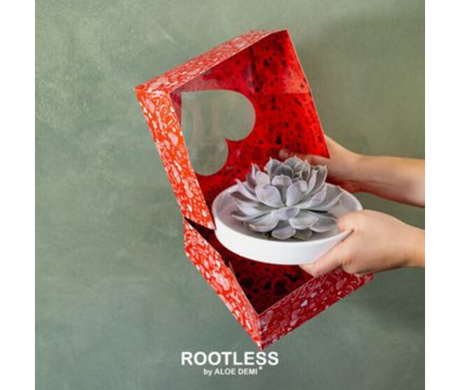 SUCCULENTE VARIEE COUPE
