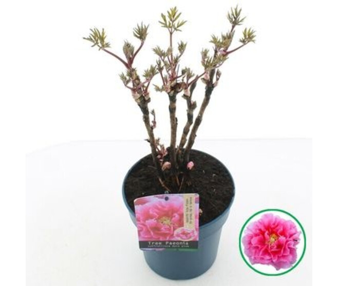 PAEONIA PIVOINE PURPLE