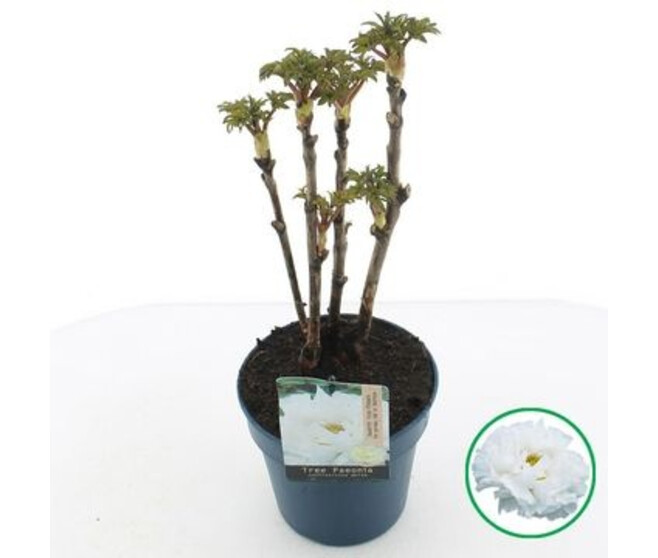 PAEONIA PIVOINE BLANCHE