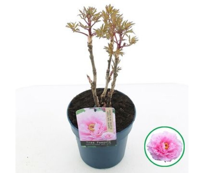 PAEONIA PIVOINE ROSE