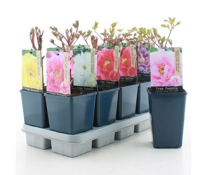 PAEONIA PIVOINE VARIE