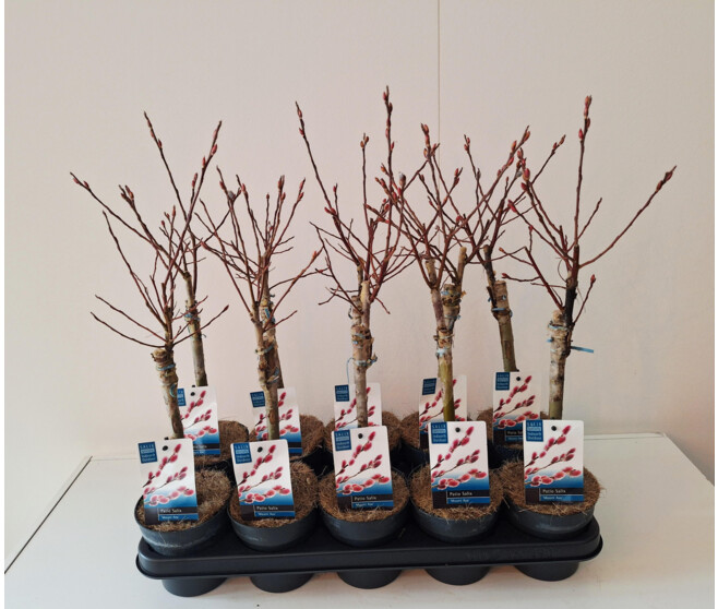 SALIX GRACILISTYLA MOUNT ASO