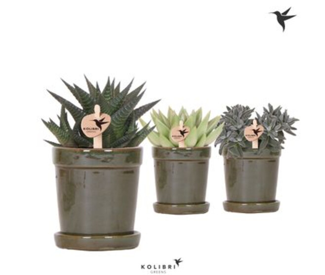 SUCCULENTE CERAM