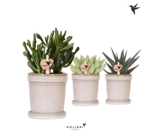 SUCCULENTE CERAM