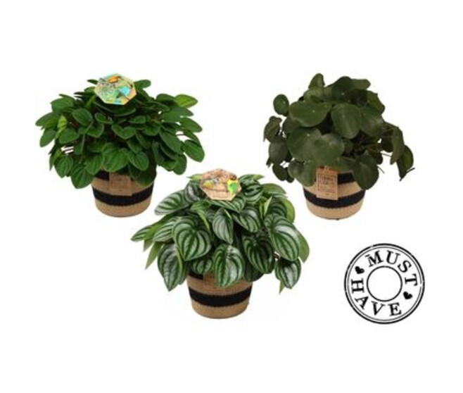 PEPEROMIA VARIE VANNERIE