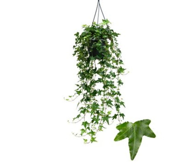 HEDERA JACOBINE SUSP