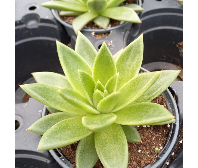 ECHEVERIA AGAVOIDES RED SHADE