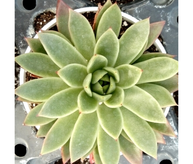 ECHEVERIA AGAVOIDES RED SHADE