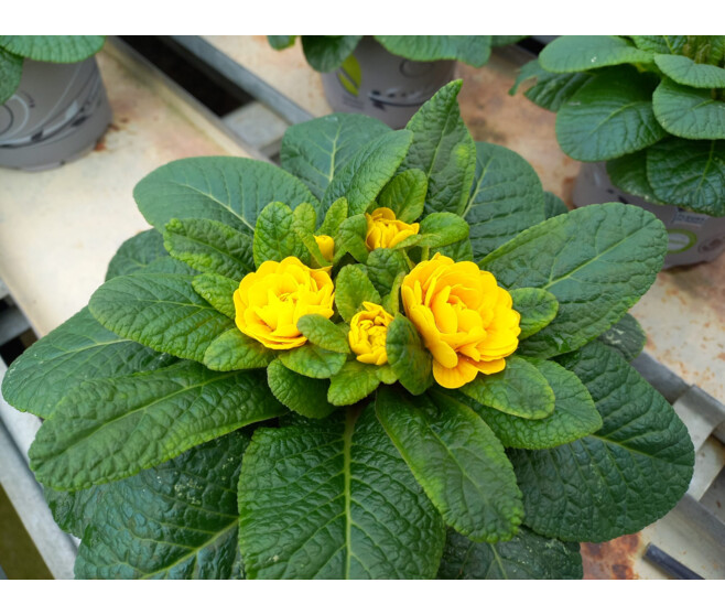 PRIMEVERE ACAULIS FL DBLE