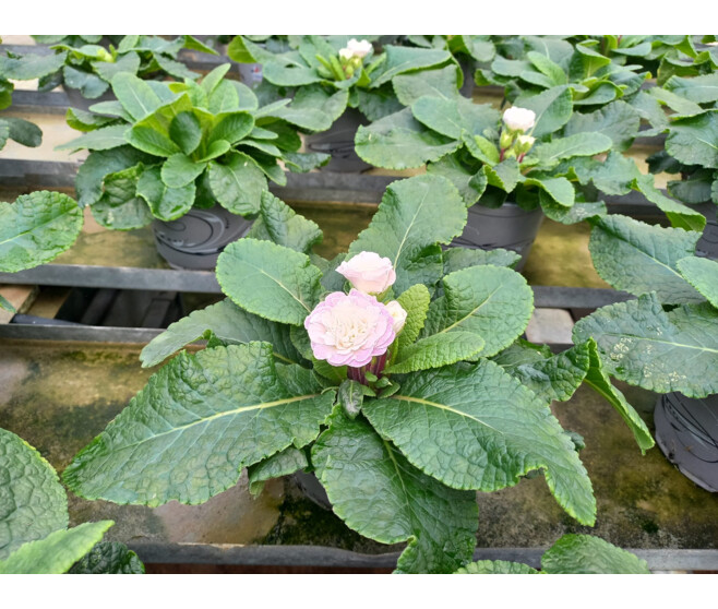 PRIMEVERE ACAULIS FL DBLE