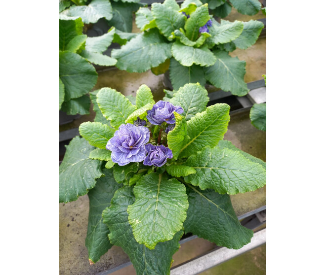 PRIMEVERE ACAULIS FL DBLE