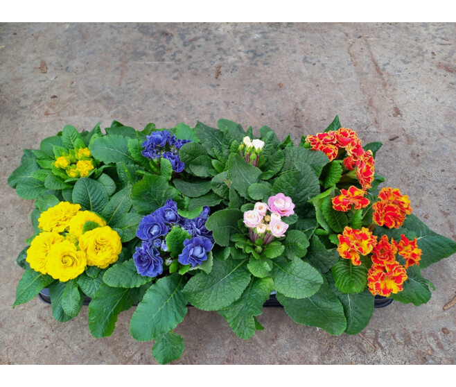 PRIMEVERE ACAULIS FL DBLE