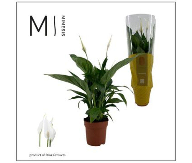 SPATHIPHYLLUM SWEET RICARDO