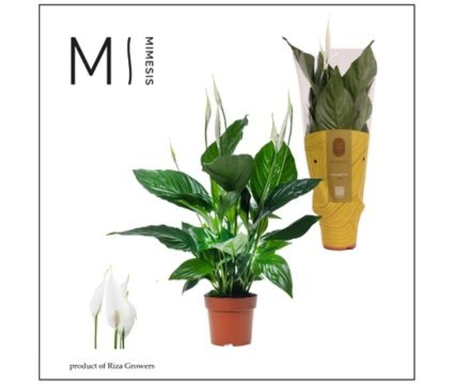 SPATHIPHYLLUM SWEET RICARDO