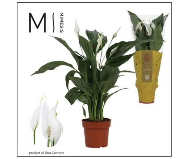 SPATHIPHYLLUM SWEET RICARDO