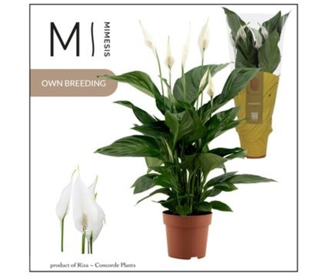 SPATHIPHYLLUM SWEET RICARDO